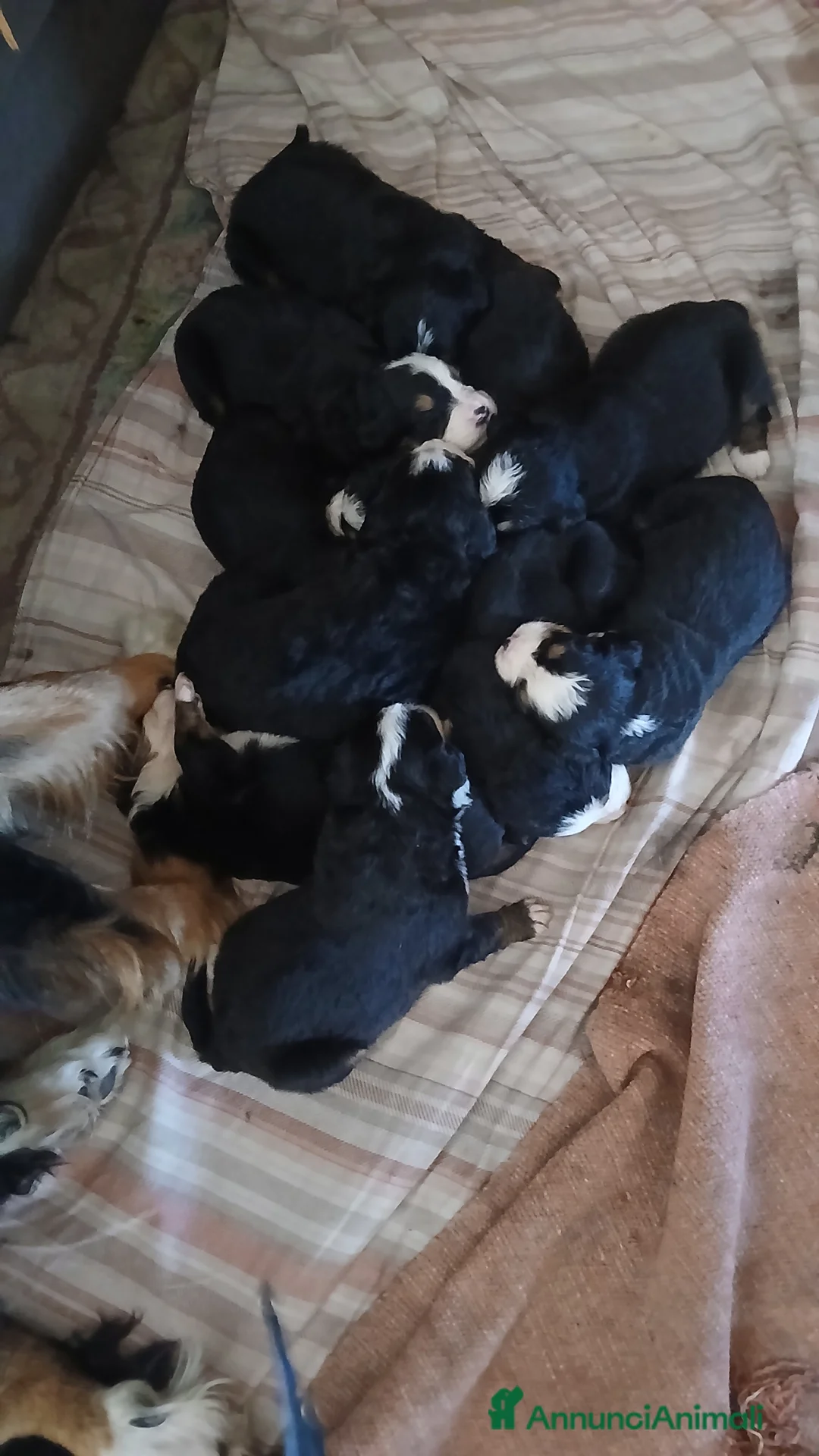 Bovaro del Bernese cani in vendita: Bovari del bernese a Città Metropolitana di Napoli - Annuncio 1