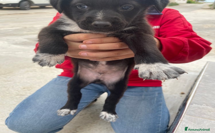 Altre razze cani a Libero consorzio comunale di Trapani - Annuncio 7