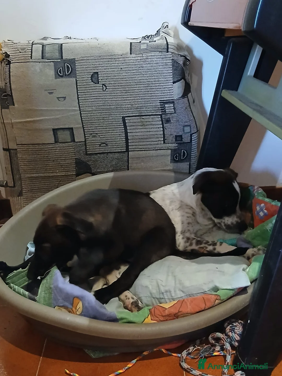 Meticcio cani in regalo: Nami  - Annuncio 2