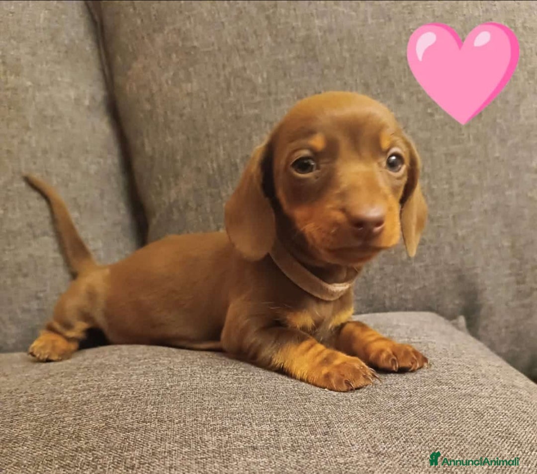 Bassotto cani Bassottina disponibile - Annuncio 1