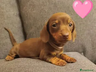 Bassotto cani Bassottina disponibile - Annuncio 10