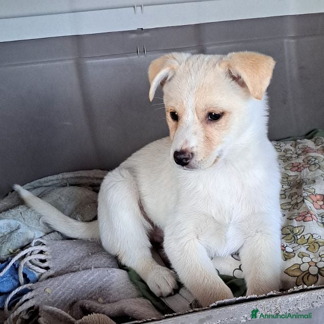 Meticcio cani ROMY affettuosa tg piccola - Annuncio 1