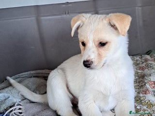 Meticcio cani ROMY affettuosa tg piccola - Annuncio 1
