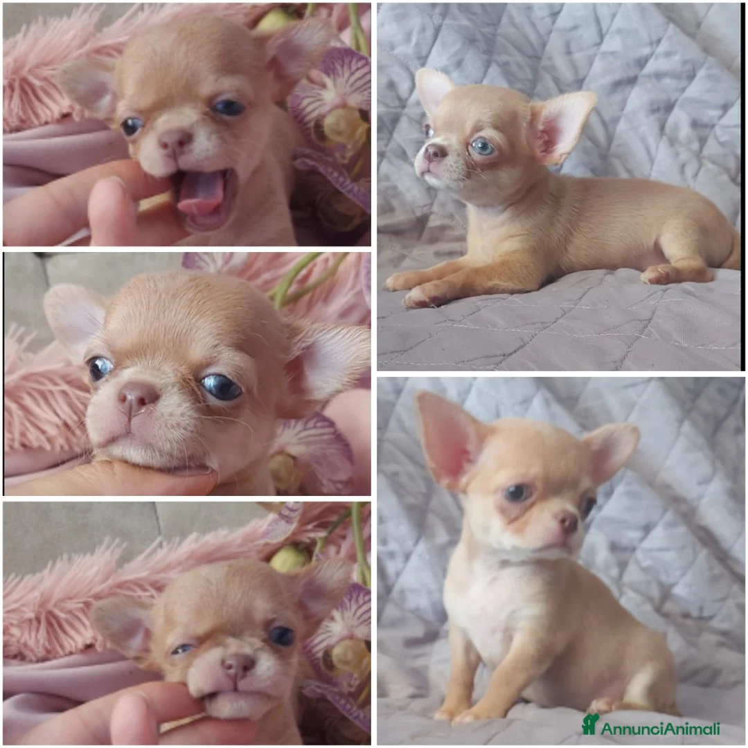 Immagine della galleria {{count}}