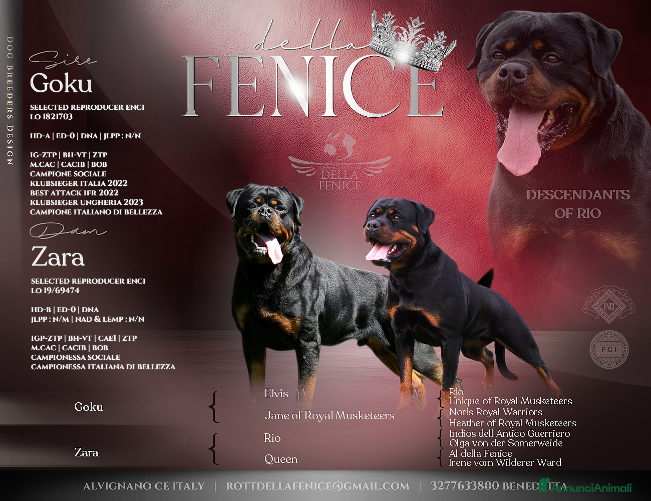 Rottweiler cani Cuccioli figli di genitori Selezionati e Campioni  - Annuncio 1