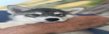 Banjo 