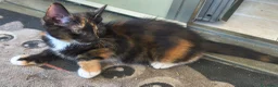 Maine Coon gatti in vendita: Cuccioli Maine Coon a Provincia di Macerata - Annuncio 28
