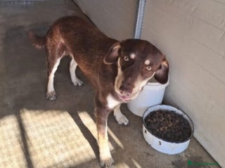 Meticcio cani Tommy 2anni marrone occhi ambra da cucciolo in box - Annuncio 8