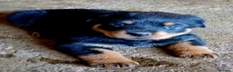 Rottweiler cani in vendita: Disponibili cucciolo Rottweiler - Annuncio 4