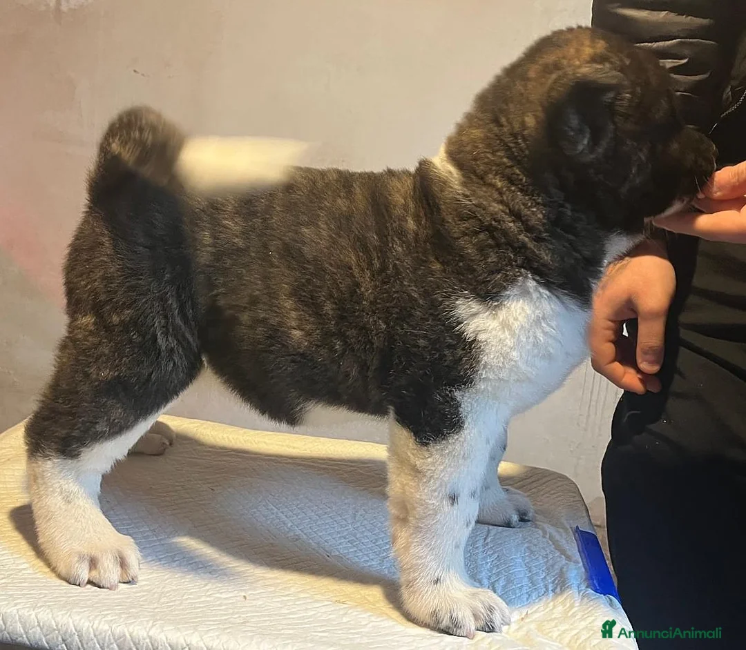 Akita Americano cani in vendita: AKITA AMERICANO  - Annuncio 4