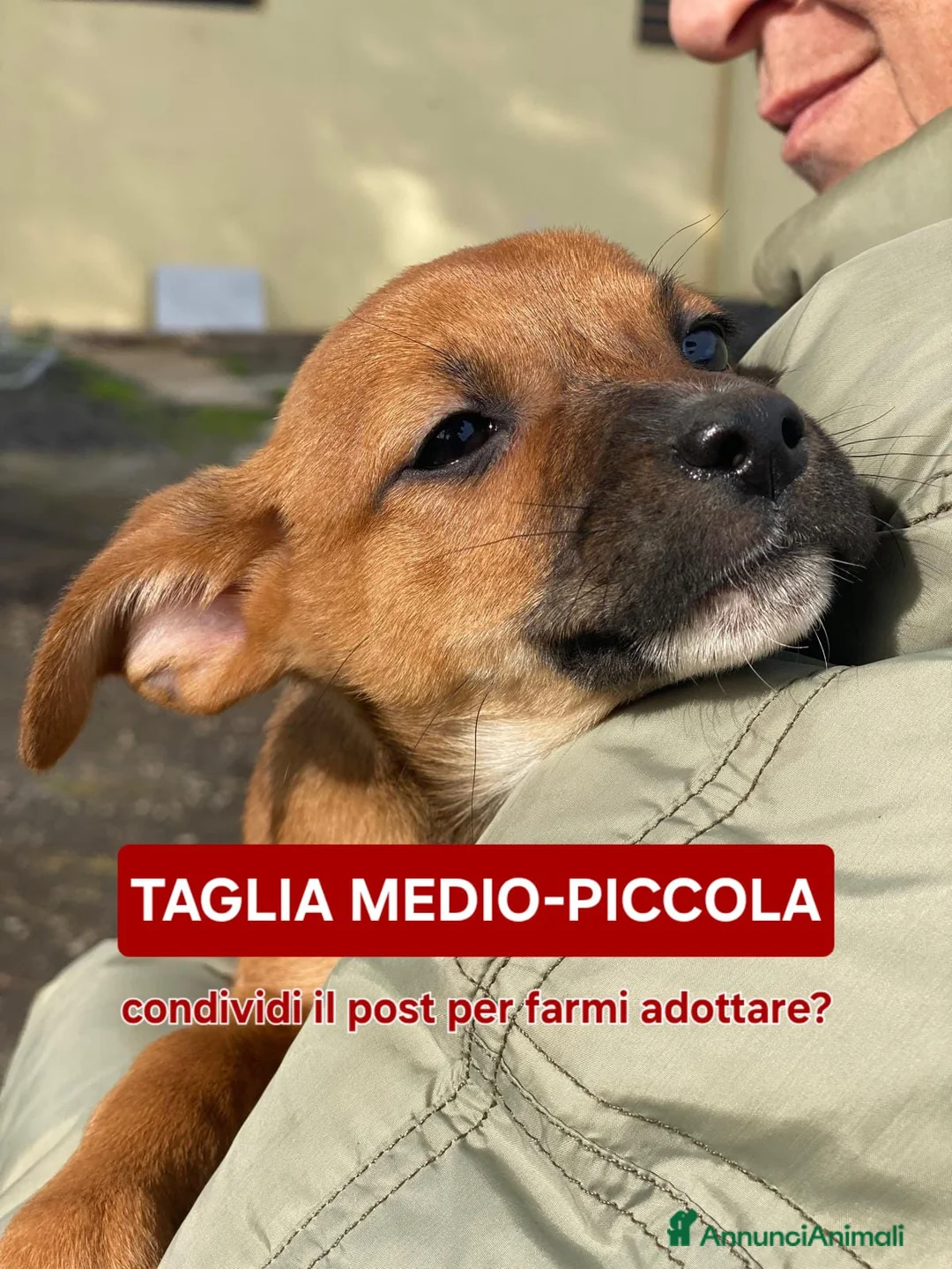 Meticcio cani in regalo: BALLERINA🩷-cucciola futura taglia medio/piccola🥰 - Annuncio 7