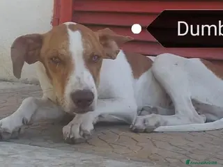 Meticcio cani DUMBO giovane altro dimenticato! - Annuncio 37