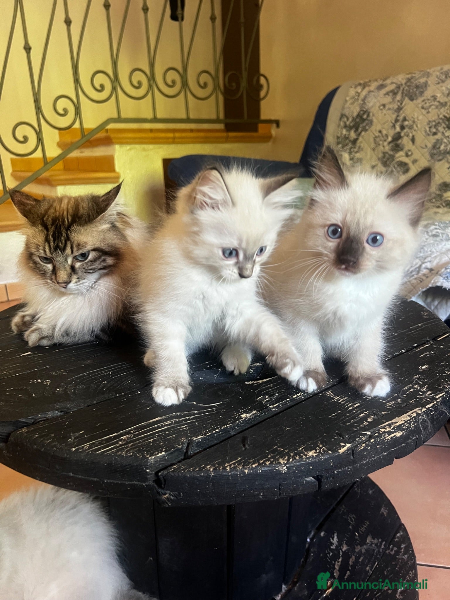 Ragdoll gatti Cuccioli ragdoll - Annuncio 5