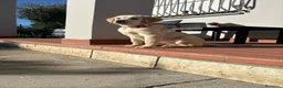 Labrador cani in vendita: Cuccioli di Labrador con pedigree - Annuncio 6