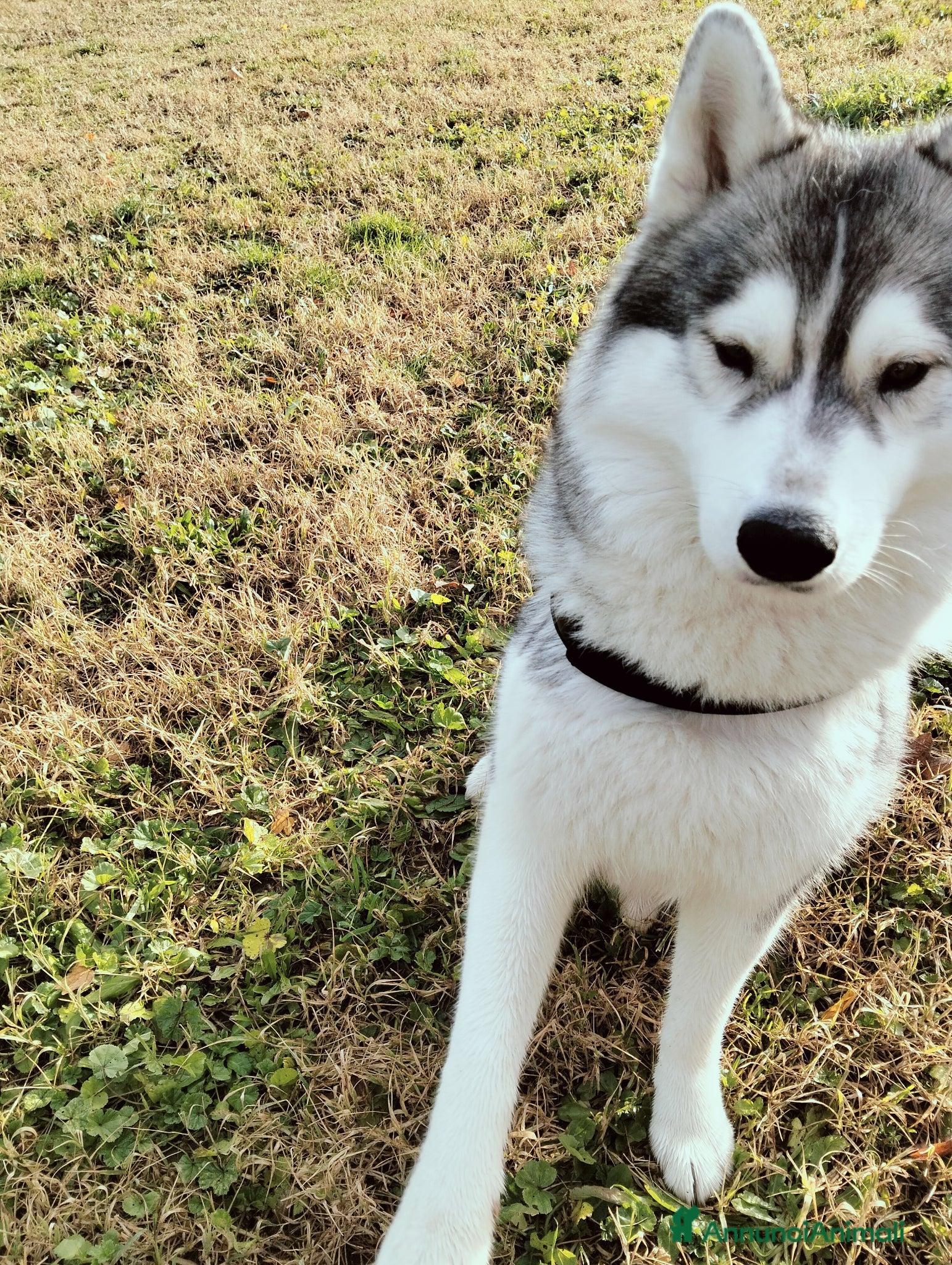 Husky cani Cerco husky siberiano - Annuncio 4