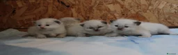 Ragdoll gatti in vendita: Ragdoll cuccioli con pedigree  - Annuncio 7