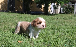 Cavalier King cani in vendita: Ultimo cucciolo di Cavalier King con pedigree a Città metropolitana di Milano - Immagine 4