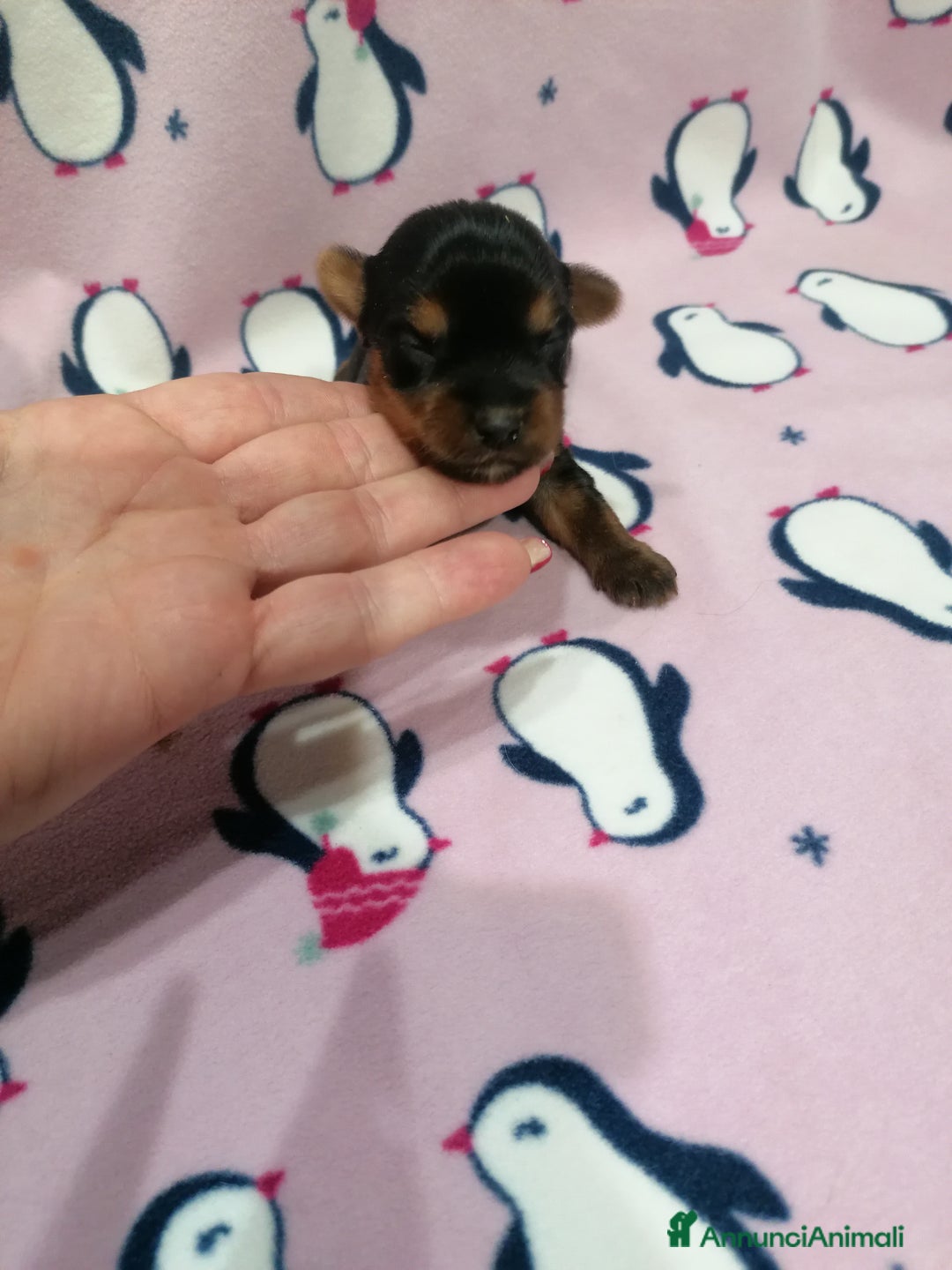 Yorkshire cani in vendita: Yorkshire Terrier cuccioli - Annuncio 1