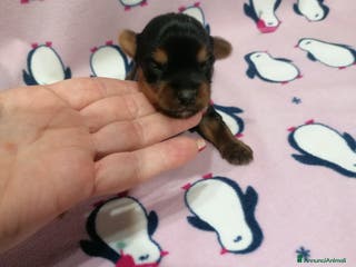 Yorkshire cani Yorkshire Terrier cuccioli - Annuncio 1