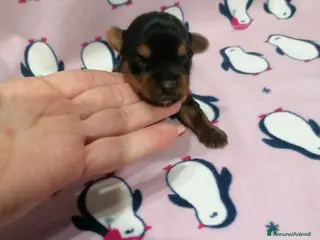 Yorkshire cani Yorkshire Terrier cuccioli - Annuncio 3