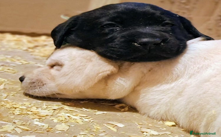 Labrador cani - Annuncio 4