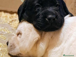 Labrador cani Cuccioli di Labrador con pedigree - Annuncio 17