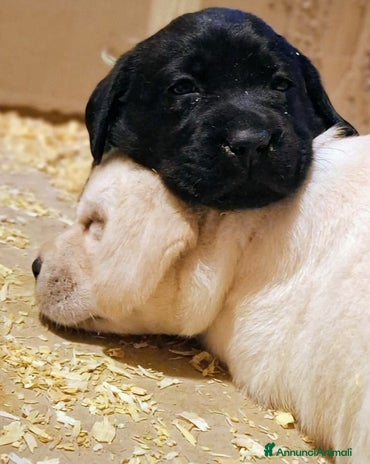 Labrador cani - Annuncio 3