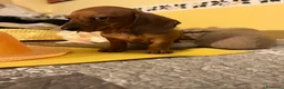 Bassotto cani in vendita: Cucciolo bassotto kaninchen/nano - Annuncio 2