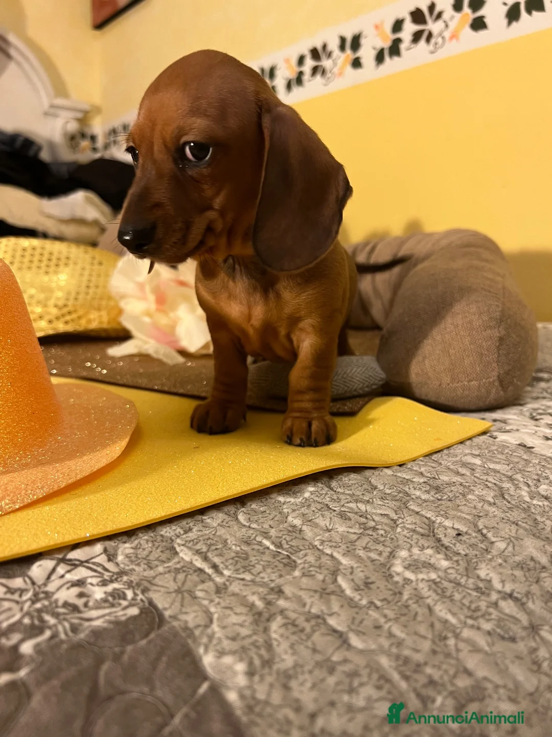 Bassotto cani in vendita: Cucciolo bassotto kaninchen/nano - Annuncio 2