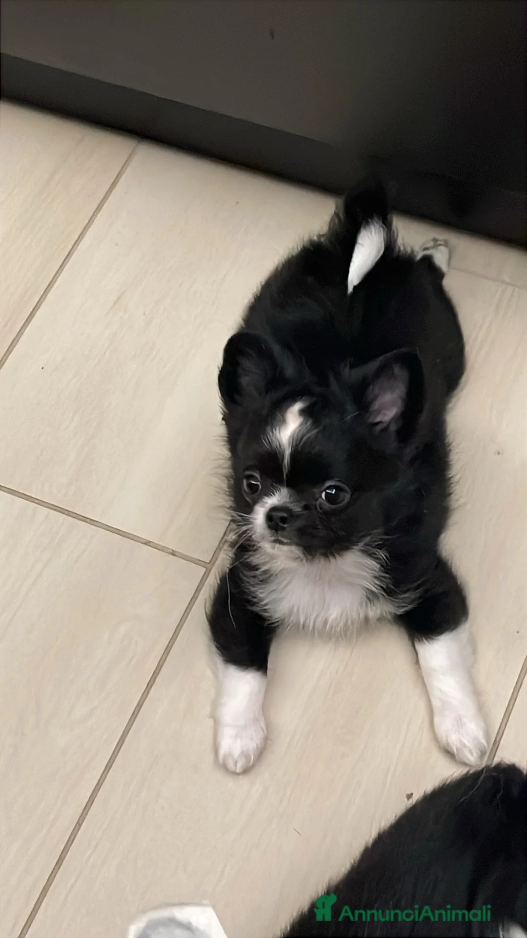 Chihuahua cani in vendita: Chihuahua pedigree  - Annuncio 1