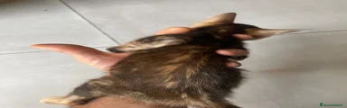 Bengala 6