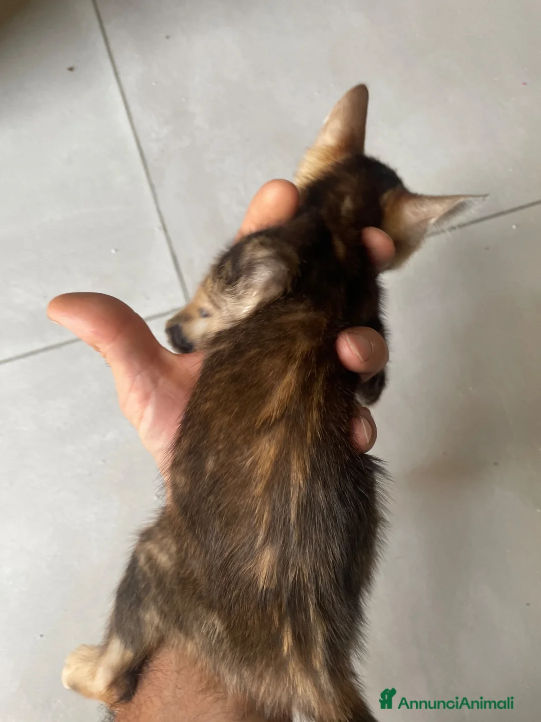 Bengala gatti in vendita: Bengala splendidi piccoli leopardi CON PEDIGREE - Annuncio 2