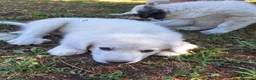 Pastore Abbruzzese Maremmano cani in vendita: Pastore Maremmano Abruzzese | Cucciolo maschio - Annuncio 4