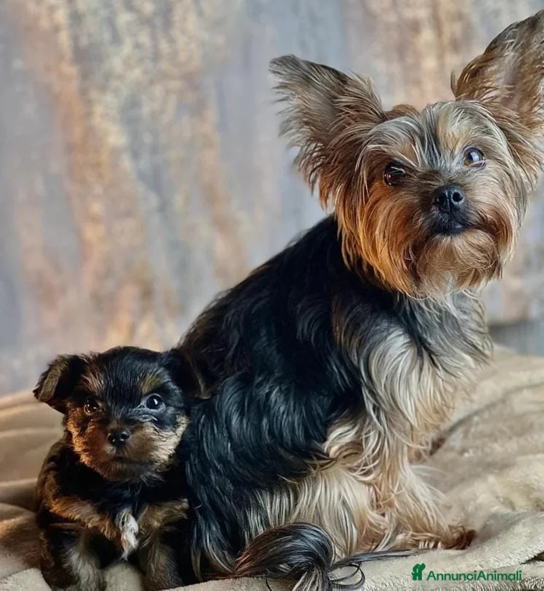 Yorkshire cani in vendita: 2 Yorkshire Terrier a Città Metropolitana di Firenze - Annuncio 13