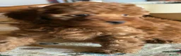 Barboncino Toy cani in vendita: Sonny barboncino Toy  - Annuncio 6