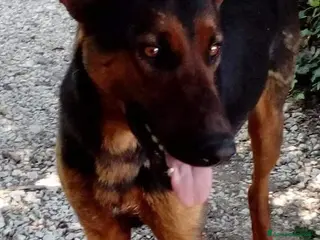 Meticcio cani HUBERT buono con tutti!Adora i bambini - Annuncio 11