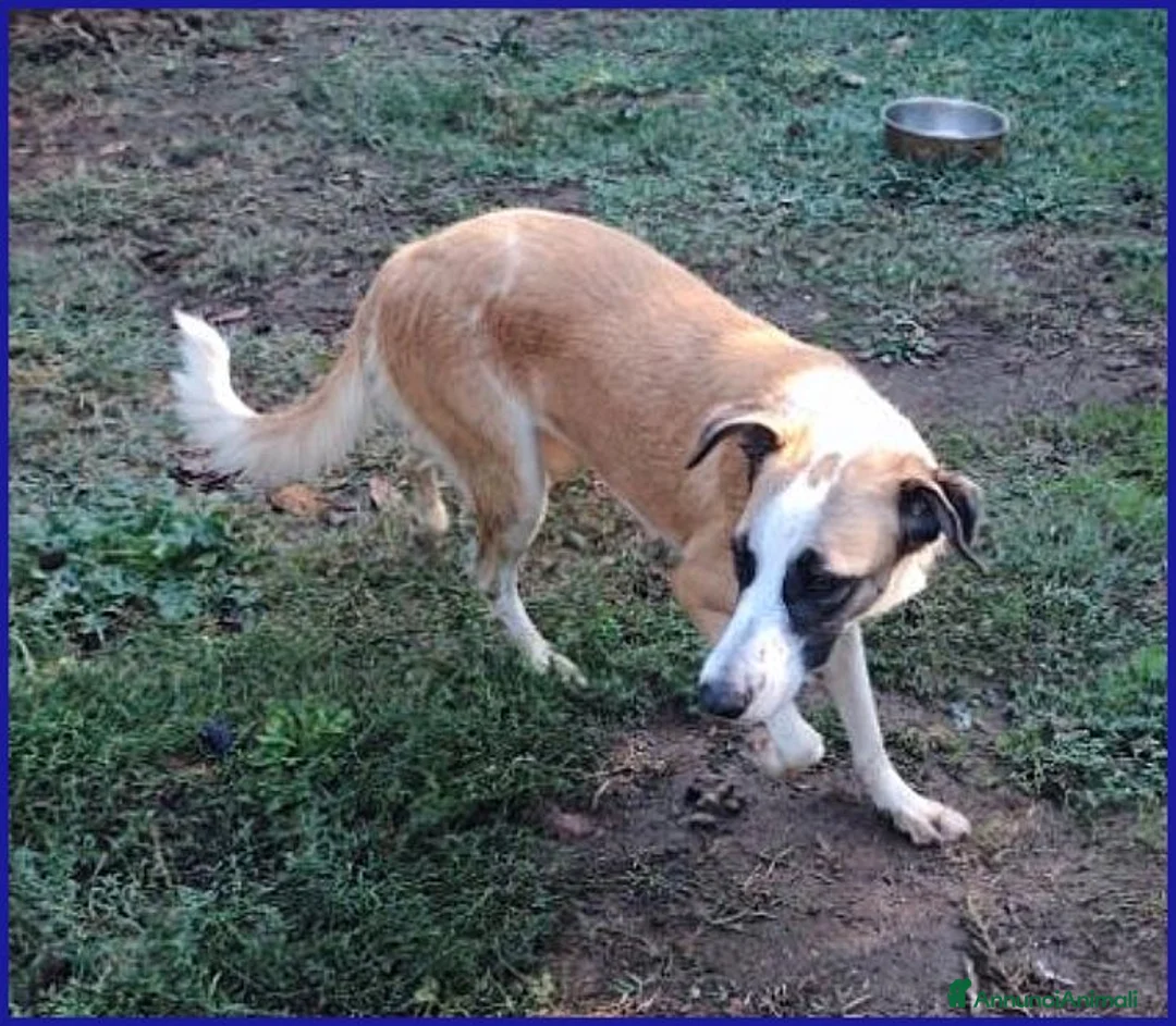 Meticcio cani in regalo: NORMA giovane timidina - Annuncio 7