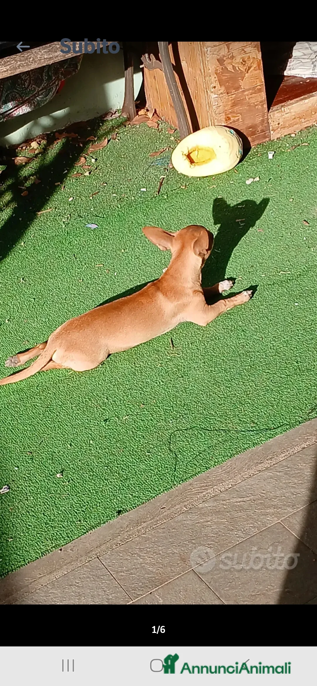 Chihuahua cani in vendita: Cuccioli chihuahua - Annuncio 38