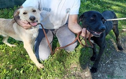 Labrador cani in regalo: Biden, dolcissimo cucciolone simil labrador a Provincia di Latina - Immagine 8
