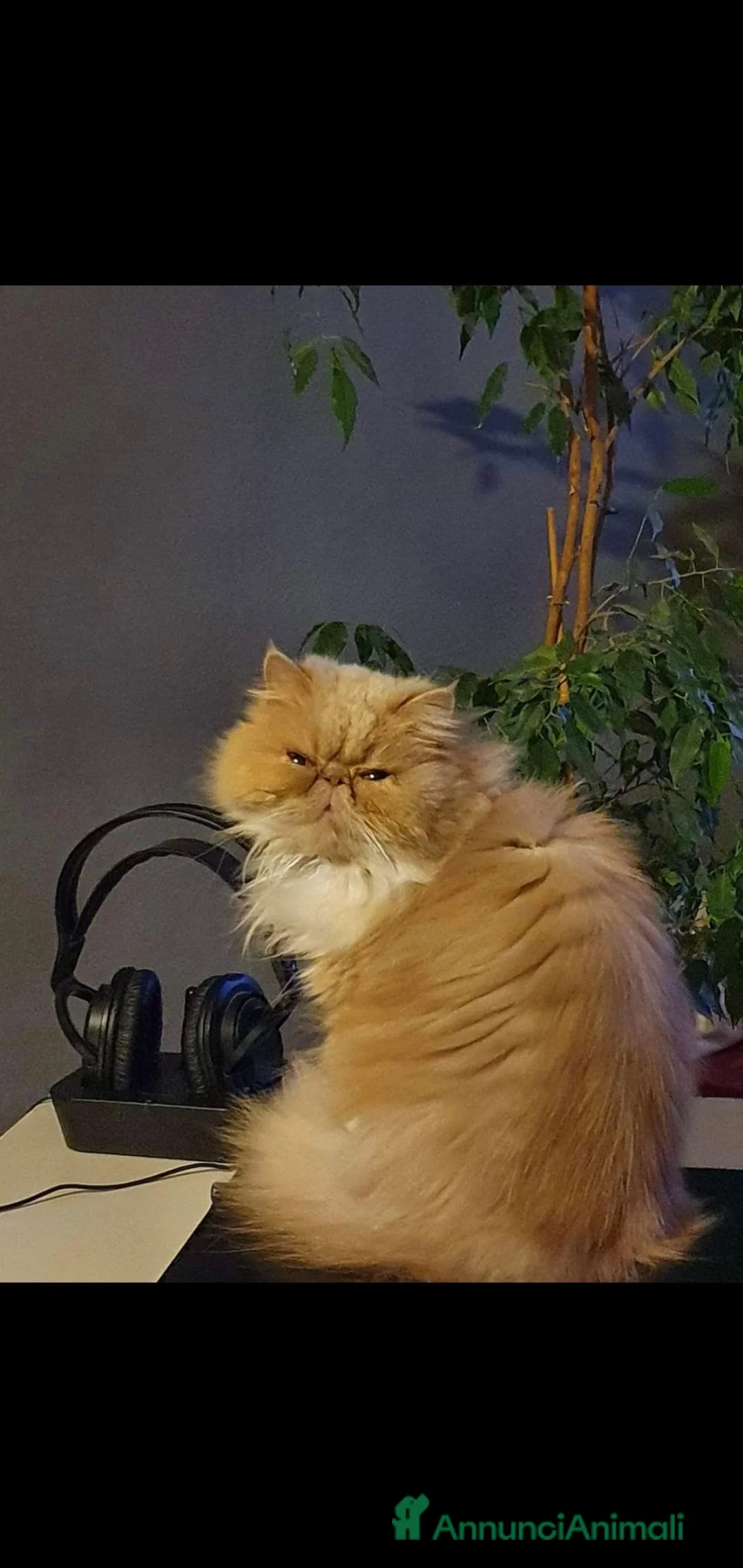 Persiano gatti in vendita: Cuccioli di Persiano  - Annuncio 1