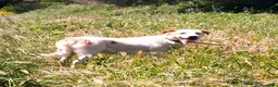 Meticcio cani in regalo: CHOCO CUCCIOLO MIX LABRADOR  a Provincia di Varese - Annuncio 3