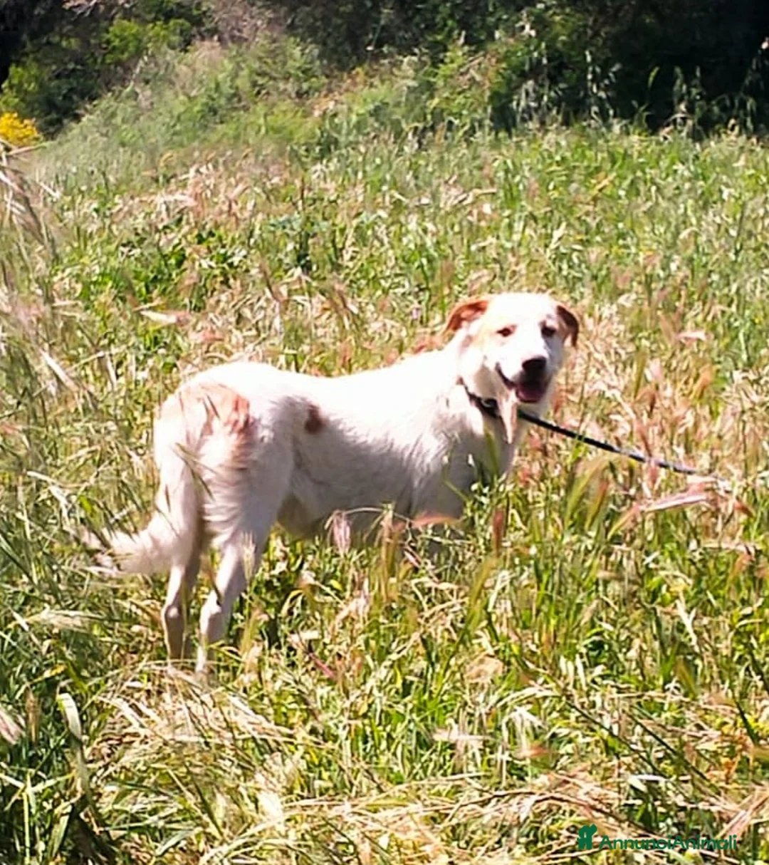 Meticcio cani in regalo: CHOCO CUCCIOLO MIX LABRADOR  a Provincia di Varese - Annuncio 3
