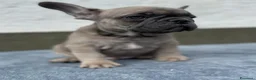 Bulldog Francese cani in vendita: Bulldog francesi merle tan - Annuncio 3