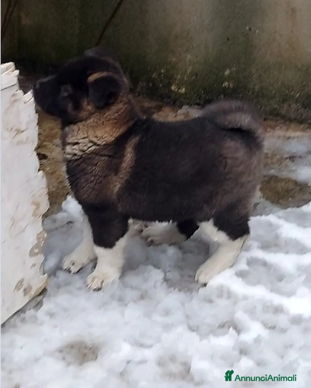Akita Americano cani in vendita: CUCCIOLI DI AKITA AMERICANO IN VENDITA - Annuncio 2