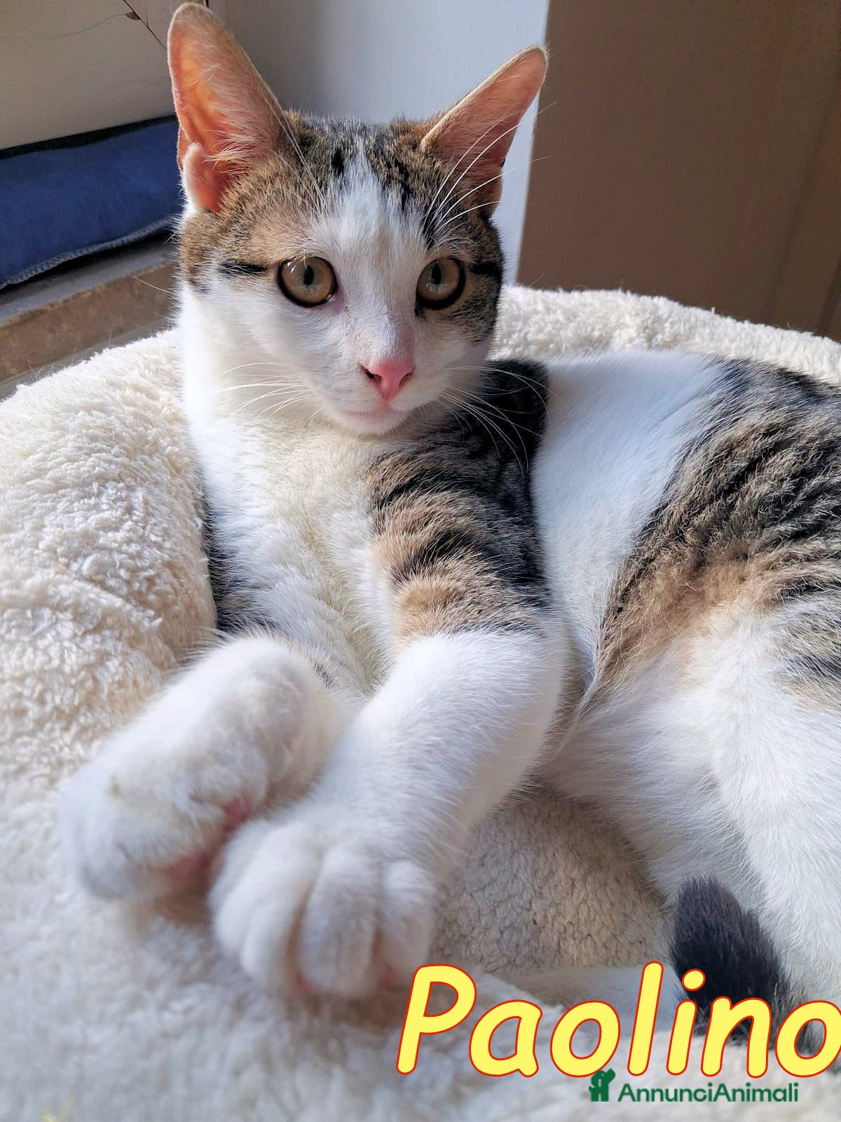 Europeo gatti PAOLINO GATTINO DOLCE E AFFETTUOSISSIMO - Annuncio 1