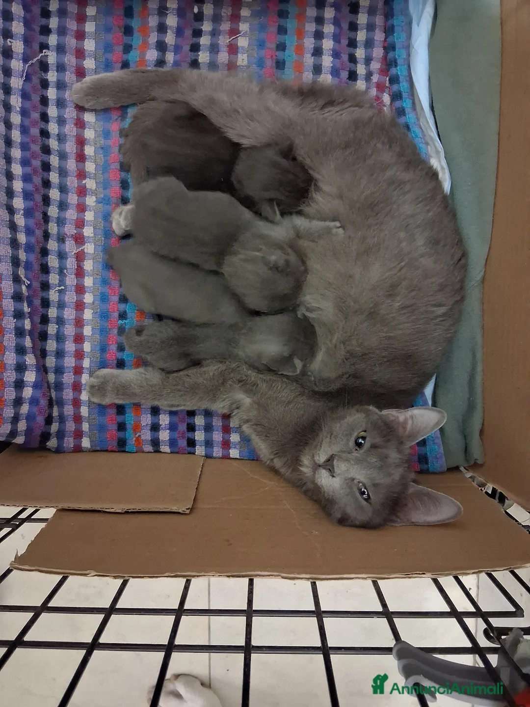 Certosino gatti in vendita: Gattini certosini  a Provincia di Monza e della Brianza - Annuncio 1