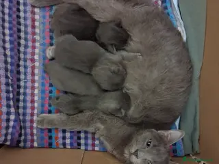 Certosino gatti Gattini certosini - Annuncio 33