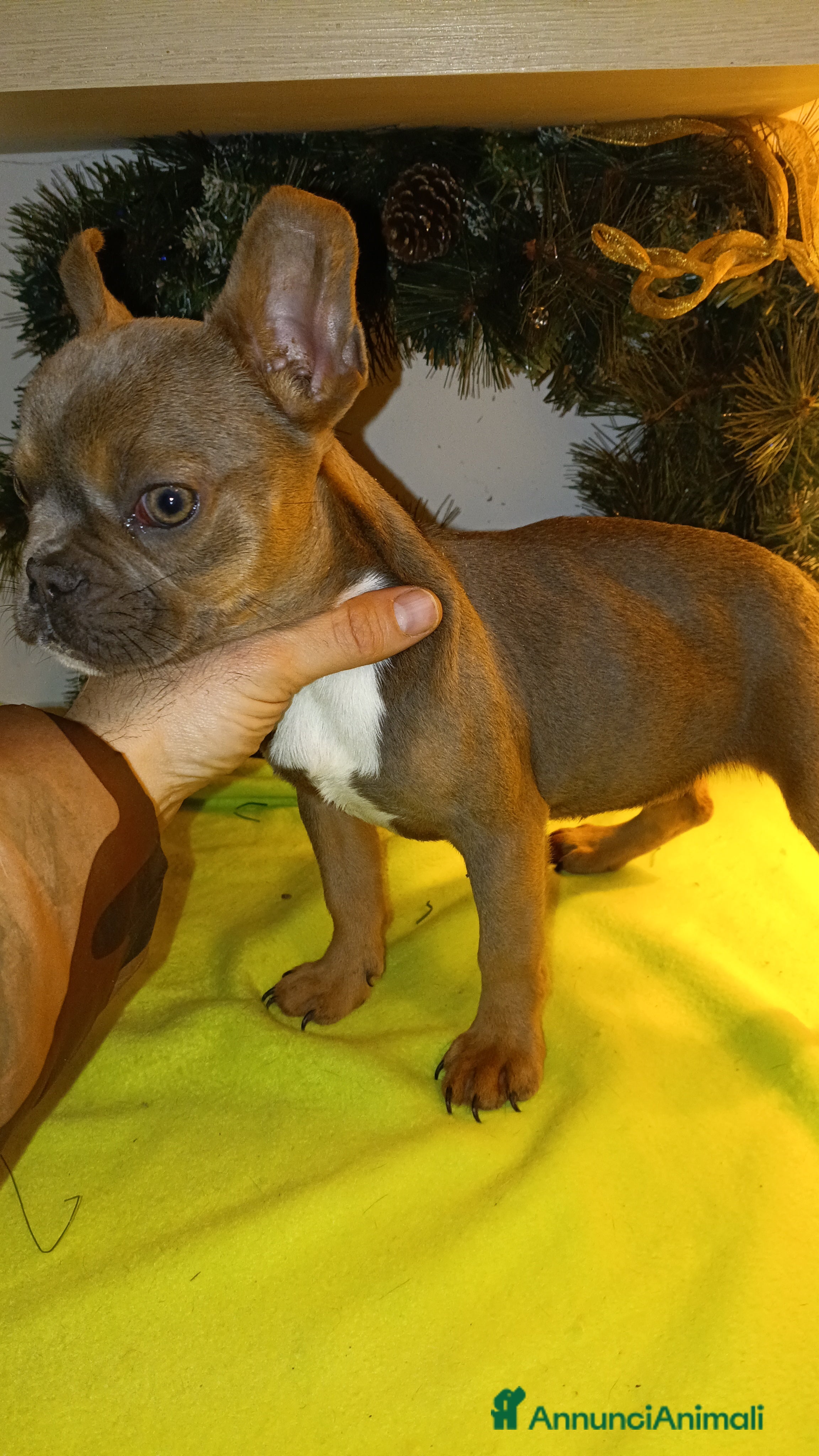 Bulldog Francese cani Bulldog francesi esotici - Annuncio 19