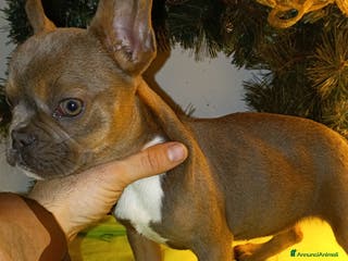 Bulldog Francese cani Bulldog francesi esotici - Annuncio 21