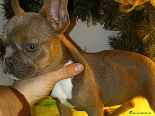 Bulldog Francese cani Bulldog francesi esotici - Annuncio 11